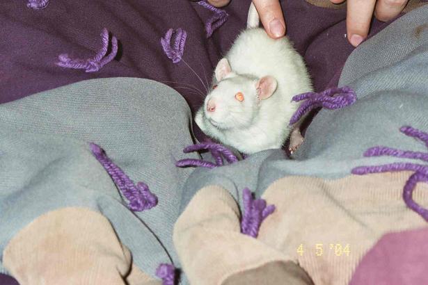 blanketed.jpg