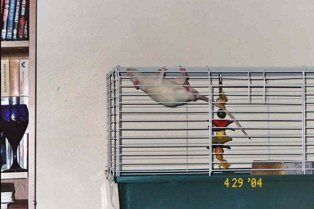 hanginged.jpg